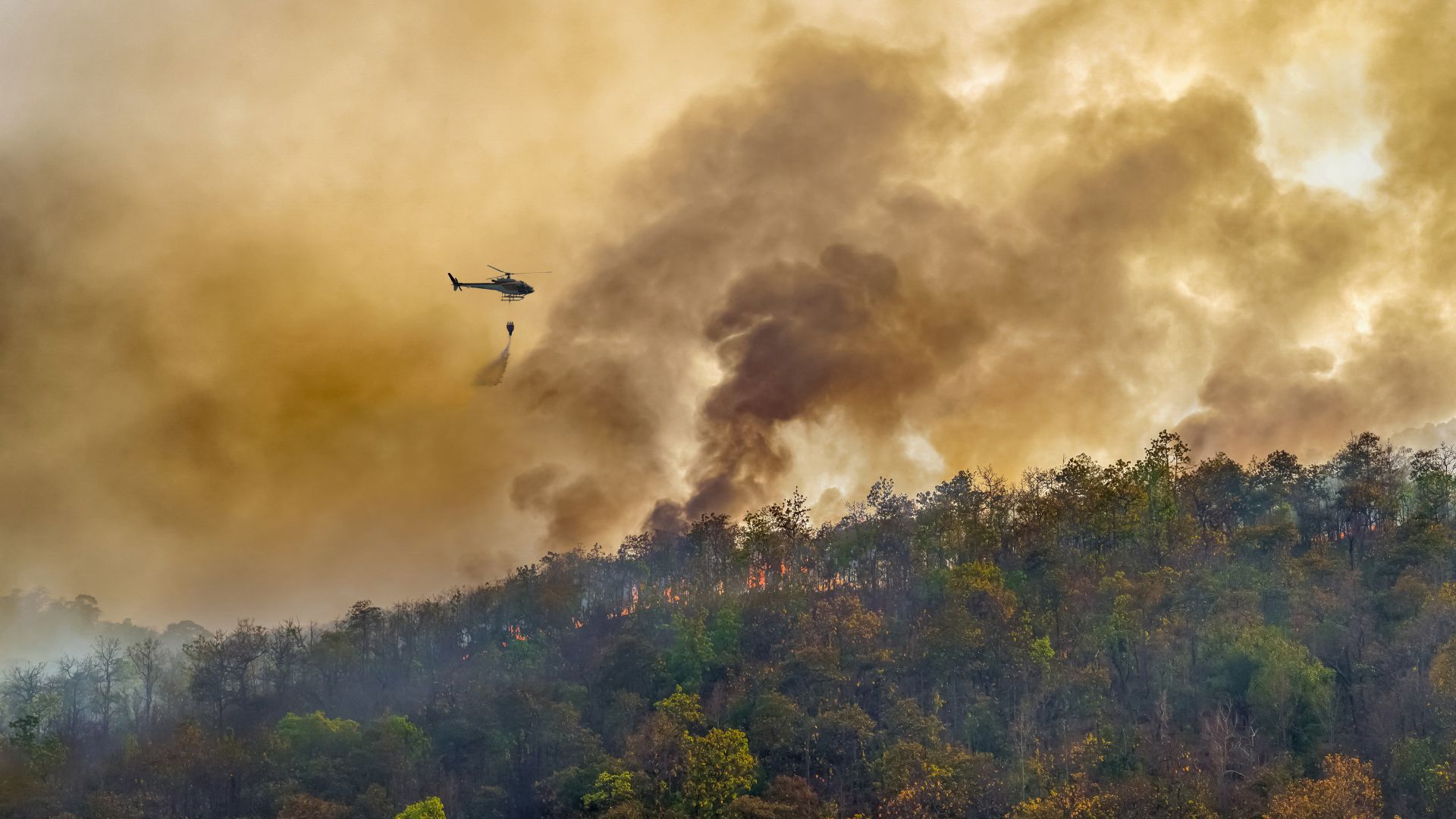 window and door upgrades for wildfires