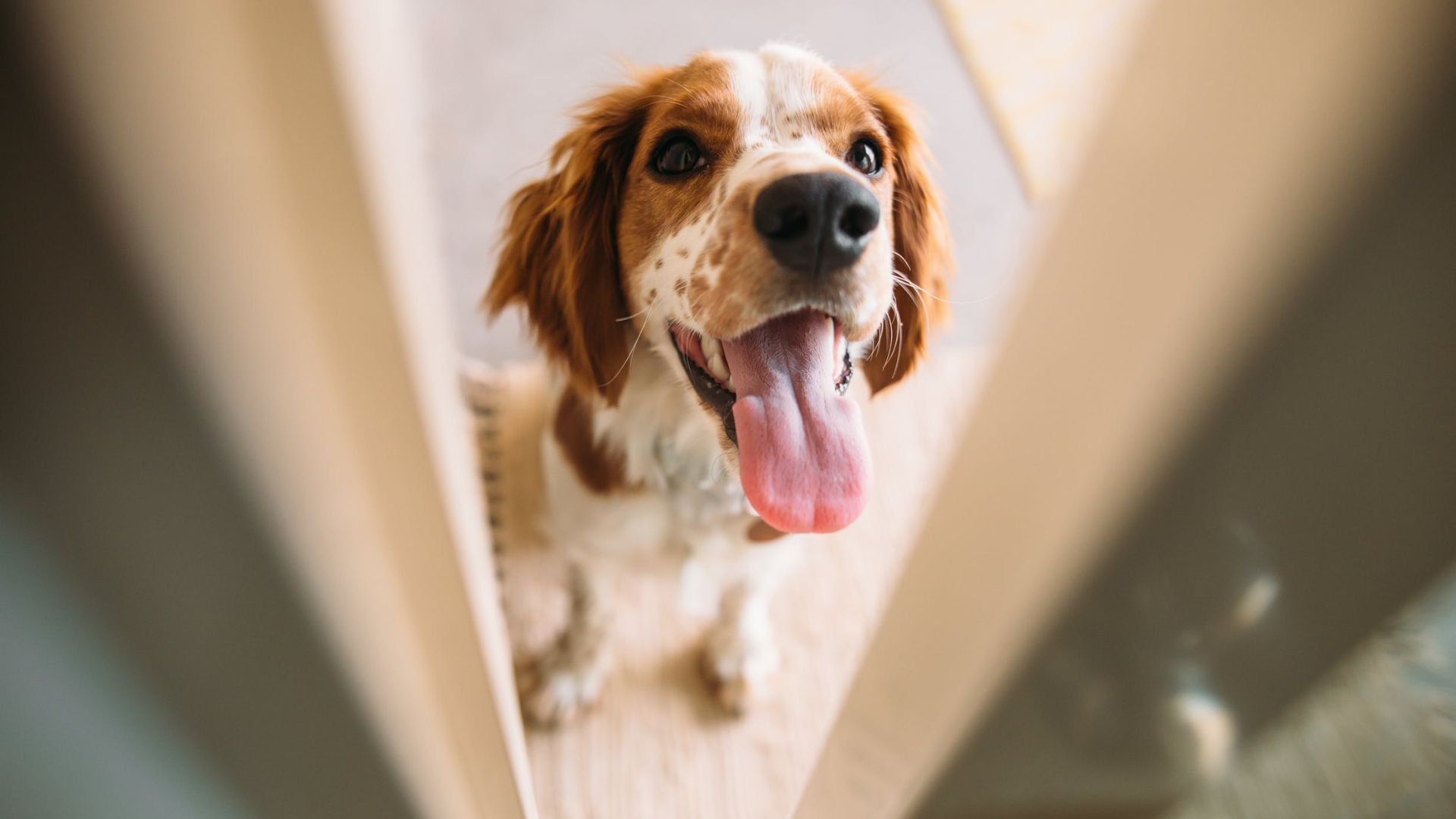 pet-friendly patio doors